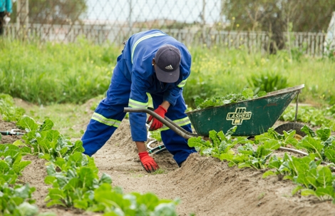 person working on farm with wheelbarrow